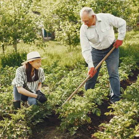 Two people, a younger woman and an older gentleman, tilling crops and taking care of vegetable plants