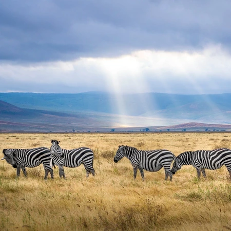 Four zebras roaming free in a sun-bathed landscape of African savannah