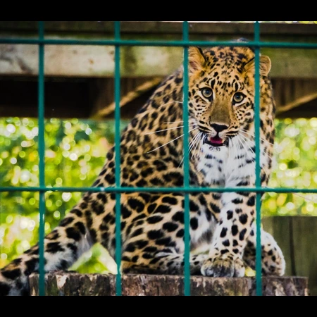 A cheetah held in a cage, looking scared